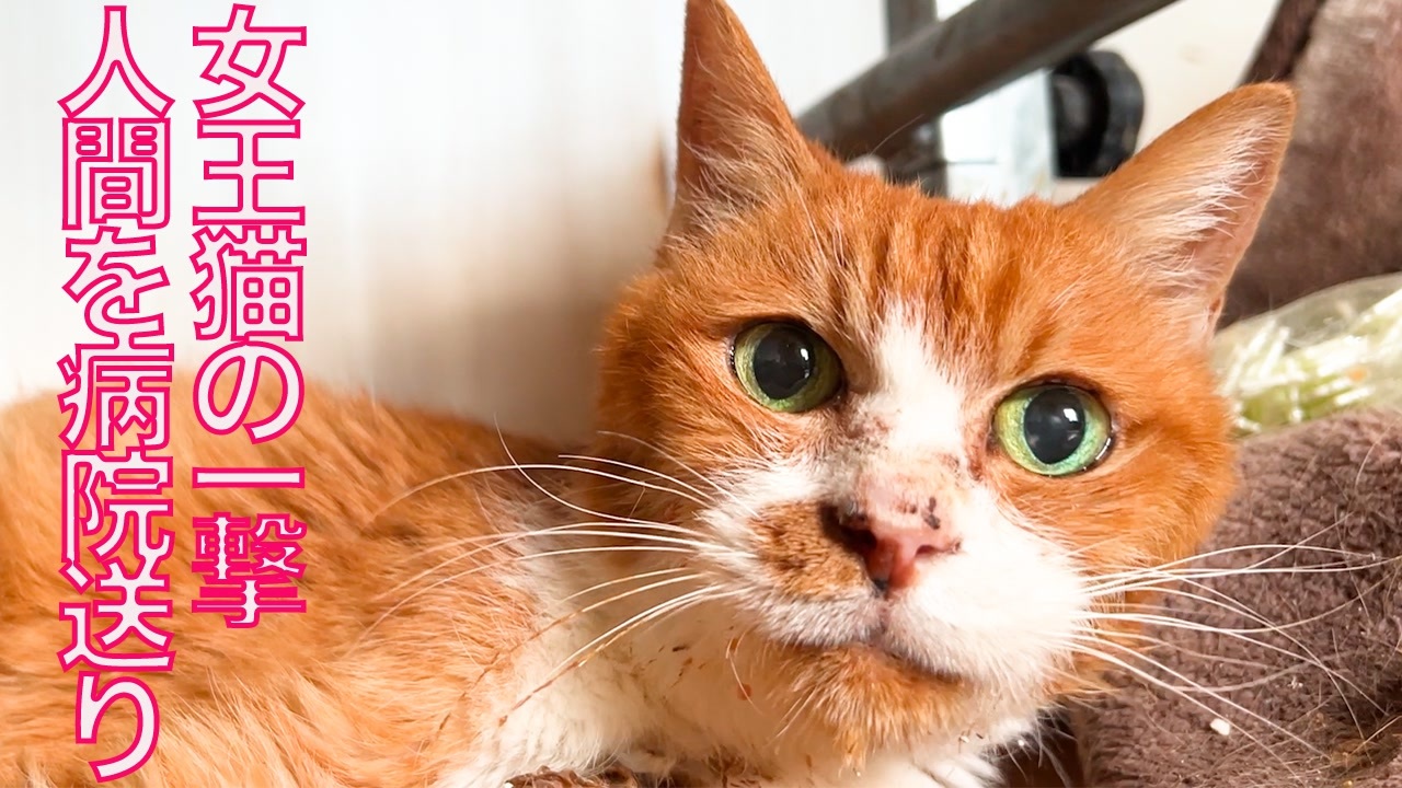 公園の女王猫、人間を病院送りにする